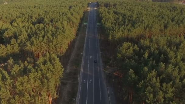 Estrada com carros em movimento em uma floresta de pinheiros — Vídeo de Stock