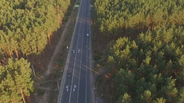 Estrada com carros em movimento em uma floresta de pinheiros — Vídeo de Stock