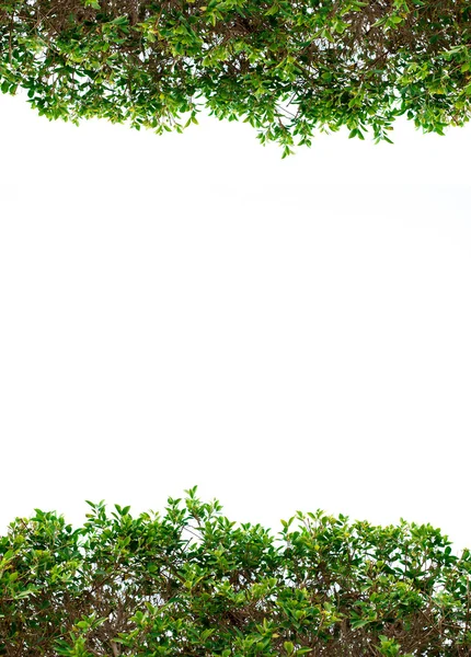 Metin için yer beyaz zemin üzerine yeşil yaprakları çerçeve — Stok fotoğraf