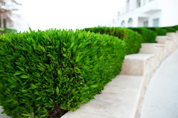 Arbusto verde no parque de verão — Fotografia de Stock