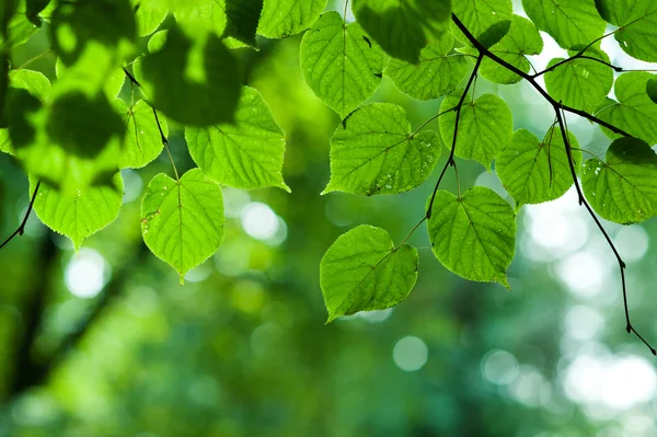 Summer branch with fresh green leaves background — Stock Photo, Image
