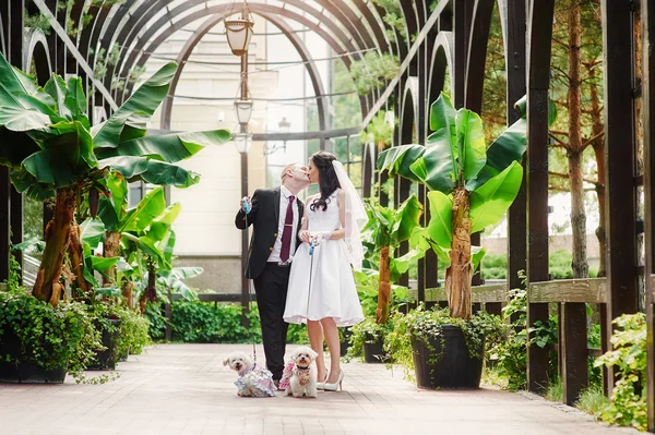 Bruden och brudgummen en promenad i parken — Stockfoto