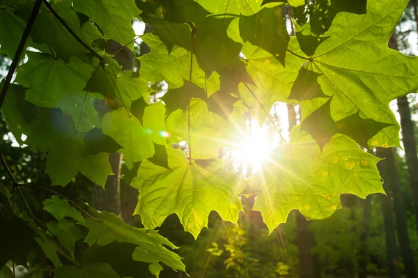 Sunbeams breaking through clouds and light up maple leaves — Stock Photo, Image