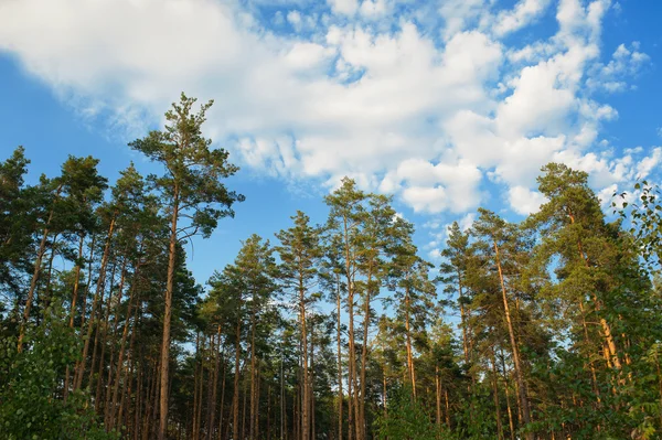 Vackra kanten av en pinjeskog, moln — Stockfoto