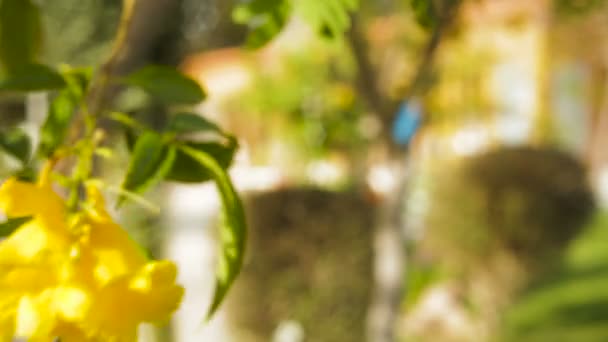 Bellissimi fiori gialli bouganvillea in un giardino tropicale — Video Stock