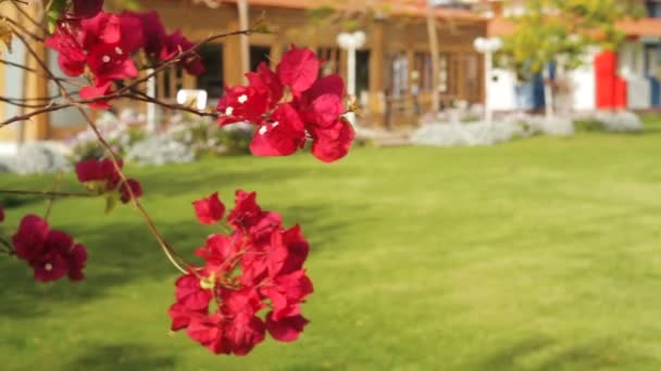 Mooie rode bloemen Bougainville in een tropische tuin — Stockvideo