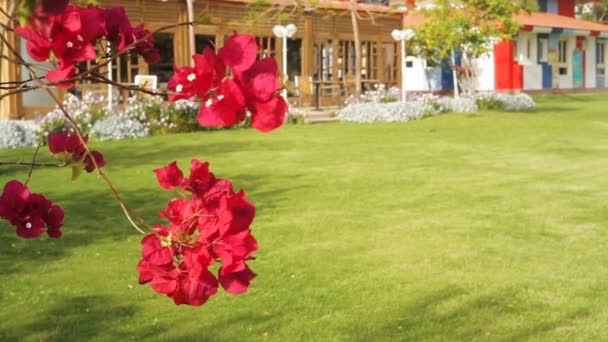 Hermosas flores rojas buganvillas en un jardín tropical — Vídeos de Stock