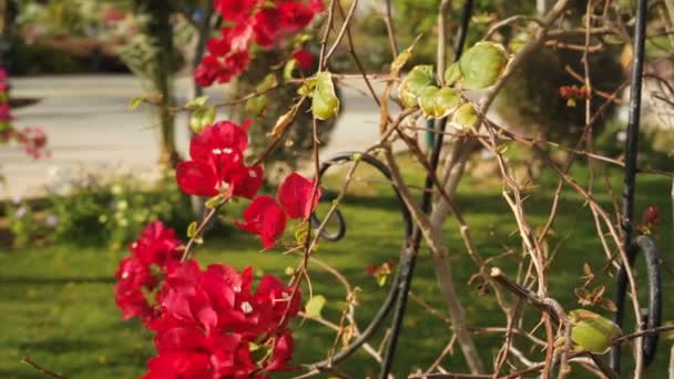 Красивые красные цветы bougainvillea в тропическом саду — стоковое видео