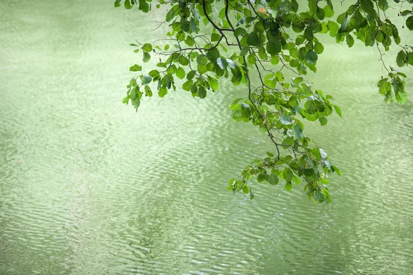 Schöner Zweig mit Blättern auf einem Hintergrund aus Wasser — Stockfoto