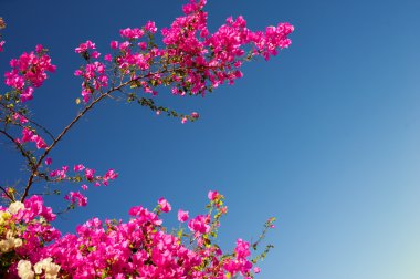 pembe Begonviller çiçekli dallarda bir arka plan mavi gökyüzü