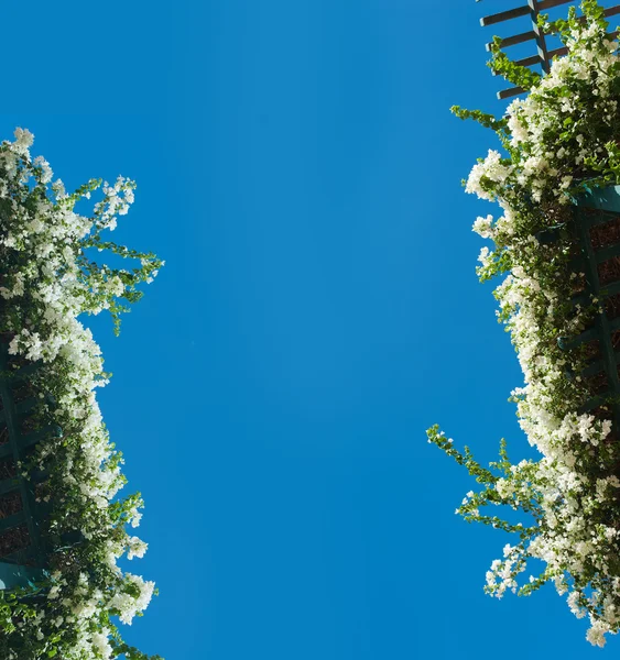 Buissons à fleurs sur fond bleu ciel — Photo