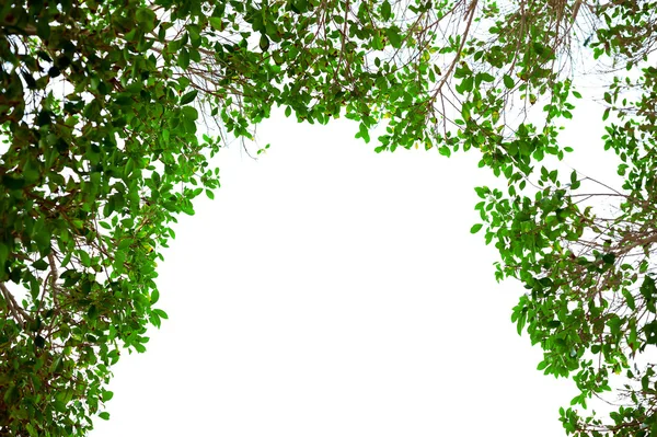 Marco de hojas verdes sobre fondo blanco con lugar para texto — Foto de Stock