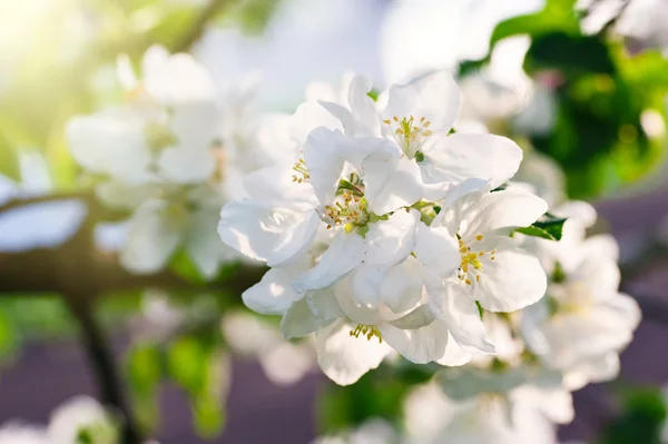 Close-up van bloeiende lente boom in de tuin — Stockfoto