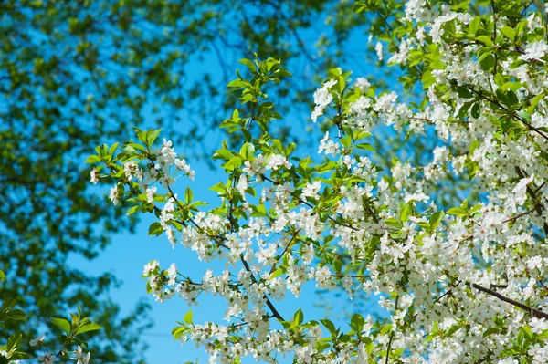 Flowering spring tree in the garden close up — Stock Photo, Image