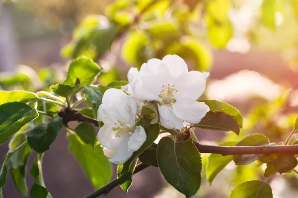 Vackra blommande träd i vårträdgård — Stockfoto