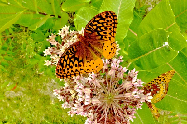 Gran Mariposa Fritillaria Spangeld Mostrando Patrón Del Ala — Foto de Stock