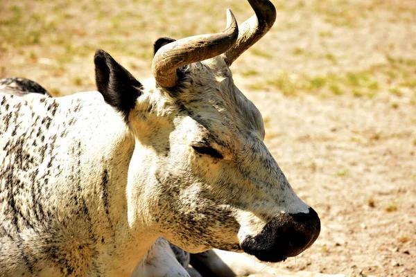 Randall defans oyuncusu, bir zamanlar New England 'da sıkça rastlanan, defans oyunculuğunun safkan bir kalıntısı..