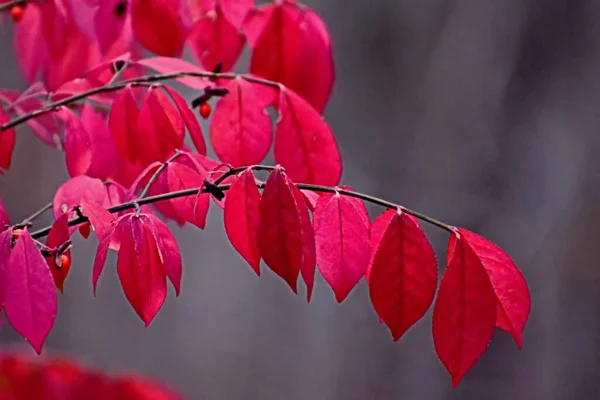 A branch full of red leaves in autumn