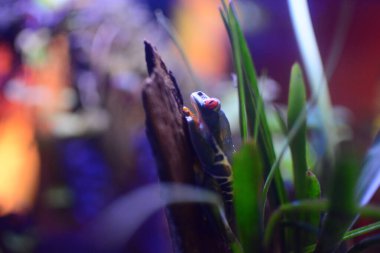 Kırmızı gözlü kurbağa tünedi ve dik dik baktı