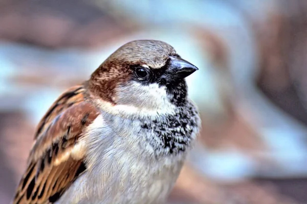 Small House Sparrow Closeup Bokeh Background — Stock Photo, Image