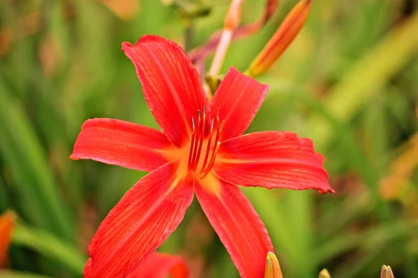 Kırmızı zambağın renkli yakın çekimi