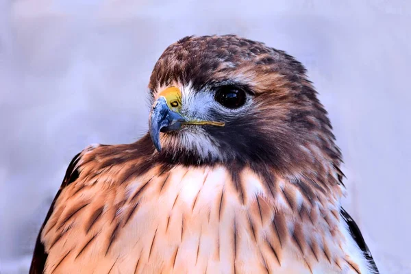 Rotschwanzfalke Auf Der Suche Nach Seiner Nächsten Mahlzeit — Stockfoto