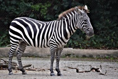 Dışarıdan bakan bir Zebra profili