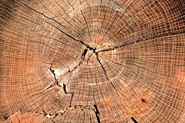 Árbol Radial Anillos Cerrar Vista —  Fotos de Stock