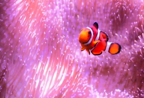 Bir palyaço balığı arka planda renkli bir şakayıkla dışarı bakar.