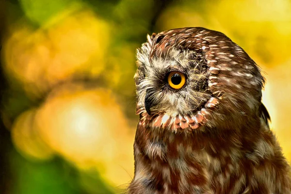 Testereli baykuşun yakın çekimi küçük bir Kuzey ve Orta Amerika baykuşunu bileyen testere bıçağının sesine benzer bir sesle