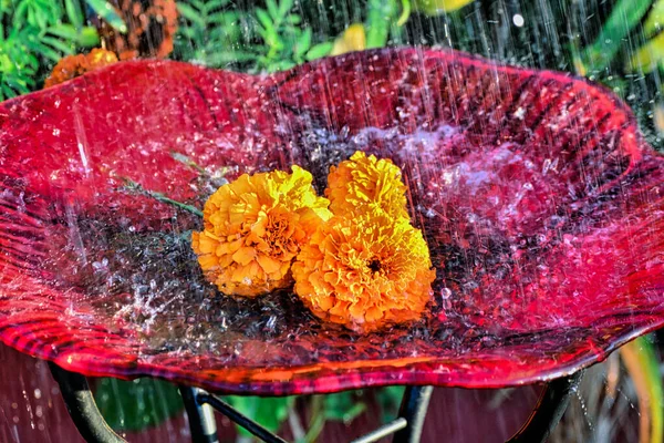 Bahçede kırmızı kuş banyosu yağan yağmurda kadife çiçekleri