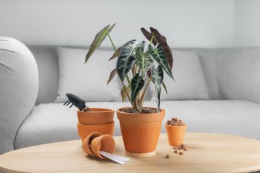 Alocasia sanderiana Bull ya da Alocasia Bitkisi oturma odasındaki ahşap masada. Ahşap masalarda kil kaplar ve aksesuarlar. Yerleştirmeden önce araçlar ve ekipmanlar hazırlanıyor