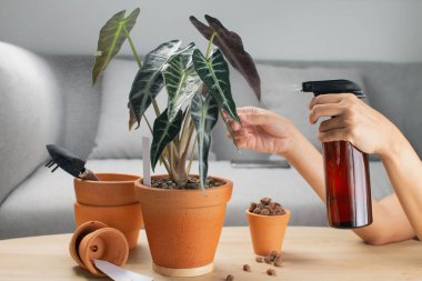 Bir kadın, alocasia sanderiana boğası ya da alocasia bambino ile beslenmek için killi bir kaba ve aksesuarlara sıvı gübre sıkıyor.