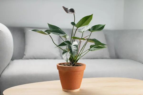 Fleur Flamant Rose Anthurium Andraeanum Pot Argile Sur Table Bois — Photo