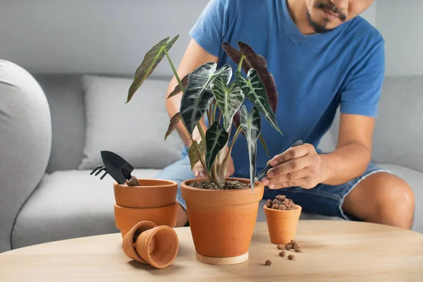 Les Jardiniers Hommes Transplantent Main Flèche Bambino Alocasia Taureau Sanderiana — Photo