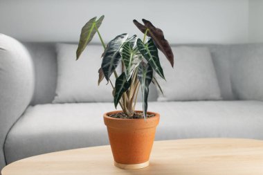 Alocasia sanderiana boğası ya da balçık kabında alocasia bambino