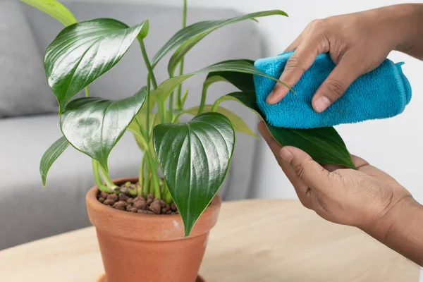 Tangan Manusia Menyeka Debu Dari Daun Ekor Naga Philodendron Dalam — Stok Foto