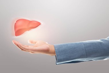 Gri bir arka planda karaciğer çizimi tutan kadın doktor. Karaciğer hastalığı koruma ve sağlık hizmetleri kavramı.