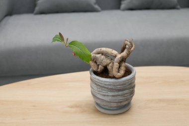 Bonsai gri bir saksıda, tahta bir masada.