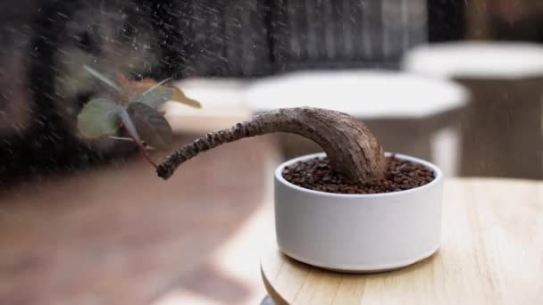 Watering Van Phyllanthus Mirabilis Witte Keramische Pot Plantaardige Verzorging — Stockvideo