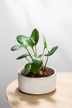 Genç Drimiopsis maculata bitkisi ahşap masada küçük beyaz bir seramik tencerede büyüyor. Yumuşak ışık, bahçe ve doğal dekor konsepti ile en az iç mekan ayarları.