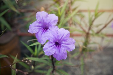 Ruellia Brittoniana Park,