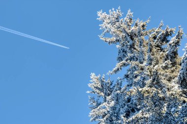 Karla kaplı bir Noel ağacının üzerinde uçan bir uçak.