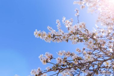 Bahar çiçeği arka planı. Güneşli bir günde çiçek açan ağaçla güzel bir doğa sahnesi. Bahar çiçekleri. Bahar mevsiminde güzel bir meyve bahçesi. Soyut arkaplan