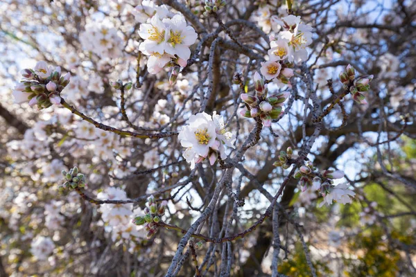 春花背景 阳光明媚的日子里 美丽的自然景观 枝繁叶茂 春天美丽的果园 摘要背景 — 图库照片
