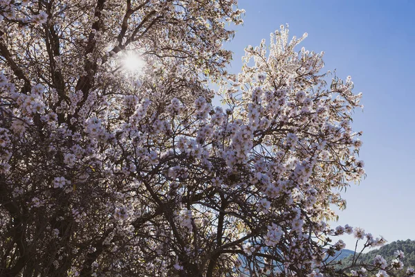 Φόντο Ανοιξιάτικων Λουλουδιών Όμορφη Φύση Σκηνή Ανθισμένα Δέντρα Την Ηλιόλουστη — Φωτογραφία Αρχείου