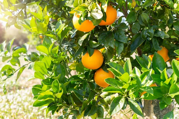 Färska Mogna Frukter Apelsiner Frukter Orange Trädgren Solig Trädgård Sommar — Stockfoto