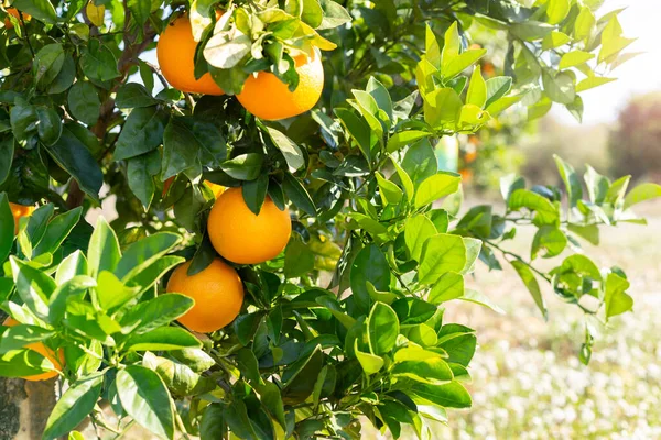 Frutos Maduros Frescos Laranjas Frutas Galho Laranjeira Jardim Ensolarado Fundo — Fotografia de Stock