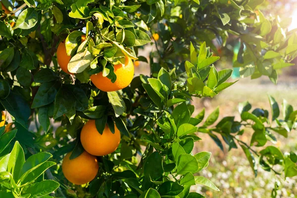 Frutos maduros frescos laranjas frutas em um galho de laranjeira em um jardim ensolarado. Fundo de verão, espaço de cópia. — Fotografia de Stock