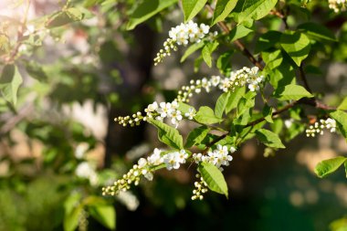 Bahar çiçeği arka planı. Çiçek açan ağaç ve güneş ışığıyla güzel bir doğa sahnesi. Güneşli bir gün. Bahar çiçekleri. Bulanık arkaplan. İlkbahar, boşluğu kopyala
